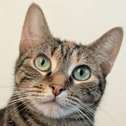 Source image: Cat photo